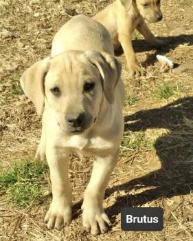 Labrador Retriever Dogs Available for Adoption - Brutus | PetCurious