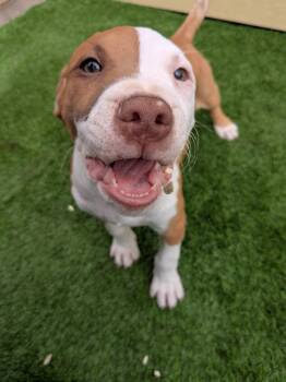 Red -  Bull Terrier and Pit Bull Terrier Dog for Adoption in Kirkland, Washington - Red | PetCurious