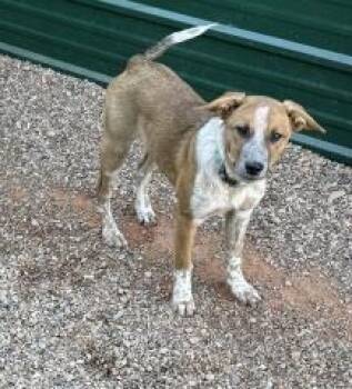 Rescue Mixed Breed Dogs for Adoption in Hot Springs, South Dakota - Dunks (Teal) | PetCurious