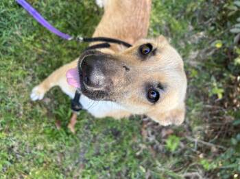 Shepherd Dogs Available for Adoption in Winnabow, North Carolina - Cricket | PetCurious
