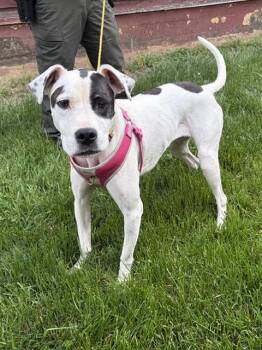 American Staffordshire Terrier and Hound Dogs Available for Adoption in Manhasset, New York - Marina | PetCurious