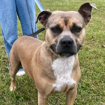 Scooby -  Mixed Breed and American Staffordshire Terrier Dog for Adoption in Blacksburg, Virginia - Scooby | PetCurious
