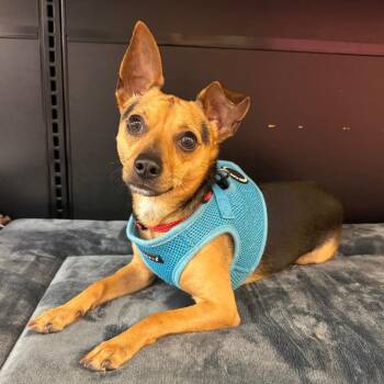 Miniature Pinscher and Mixed Breed Dogs Available for Adoption - Lucky | PetCurious