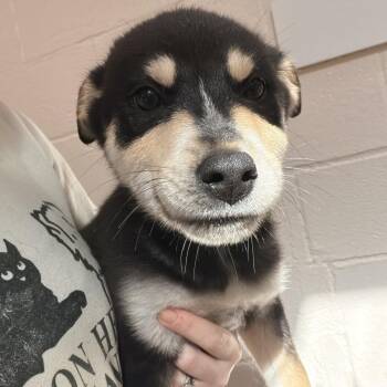 German Shepherd Dog Dogs Available for Adoption - Zander | PetCurious