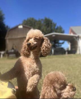 Lily spice -  Poodle Dog for Adoption in Milton, Georgia - Lily Spice | PetCurious