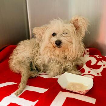 Lyfe Jennings -  Mixed Breed Dog for Adoption in Philadelphia, Pennsylvania - Lyfe Jennings | PetCurious