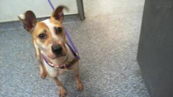 Mixed Breed Dogs Available for Adoption in Charlotte, North Carolina - TRACEY | PetCurious