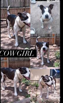 Cowgirl -  Pit Bull Terrier Dog for Adoption in New Braunfels, Texas - Cowgirl | PetCurious