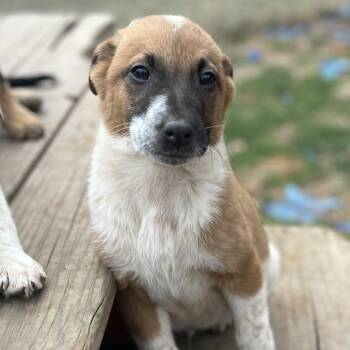 Cattle Dog Dogs Available for Adoption - Julia | PetCurious