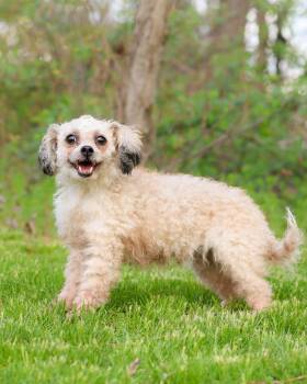 Standard Poodle Dogs Available for Adoption in Bridgeport, Connecticut - TWEETY (0533) | PetCurious