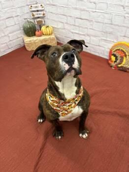 Rescue Mixed Breed Dogs for Adoption in Midland, Michigan - Honey Comb | PetCurious