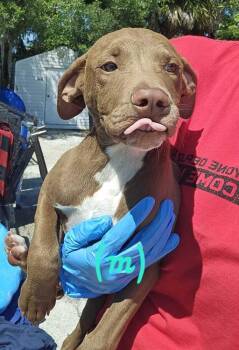 Black Mouth Cur and American Bulldog Dogs Available for Adoption - Kevin From HR | PetCurious