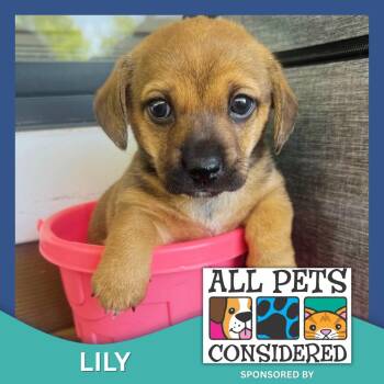 Lily -  Dachshund and Chihuahua Dog Available for Adoption in High Point, North Carolina - Lily | PetCurious