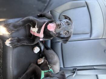 Rescue Pit Bull Terrier Dogs for Adoption in Peotone, Illinois - Jenny | PetCurious