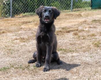 Rescue Australian Shepherd and Black Labrador Retriever Dogs for Adoption in Dripping Springs, Texas - Castle | PetCurious