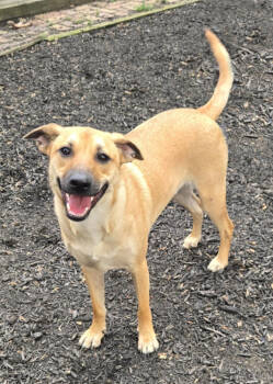 Rescue Shepherd and Labrador Retriever Dogs for Adoption in Lafayette, Indiana - Chase | PetCurious