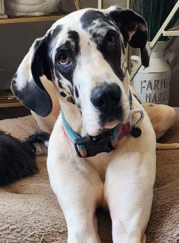 Rescue Great Dane Dogs for Adoption in Larkspur, Colorado - Quinn | PetCurious