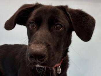 Xena -  Labrador Retriever and Mixed Breed Dog for Adoption in Woodbury, Minnesota - Xena | PetCurious