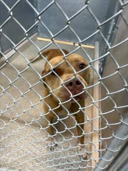 Pit Bull Terrier Dogs Available for Adoption - Baxter | PetCurious