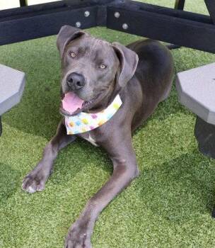 Azul Athens -  Weimaraner and Great Dane Dog for Adoption in Rockaway, New Jersey - Azul Athens | PetCurious