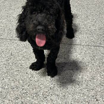 Baxter -  Cockapoo Dog for Adoption in Antwerp, Ohio - Baxter | PetCurious