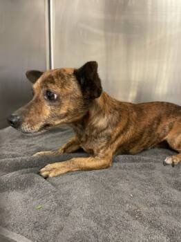 Rescue Dachshund Dogs for Adoption in Houston, Texas - Zeke Jonas | PetCurious