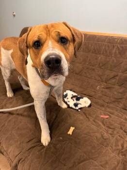 Mixed Breed Dogs Available for Adoption in Marion, Ohio - Bubba | PetCurious