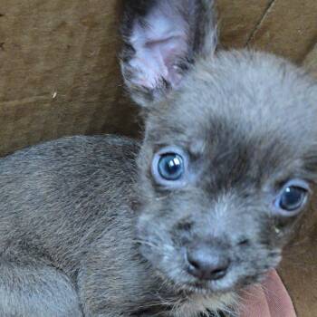 Mixed Breed Dogs Available for Adoption in Leander, Texas - Kira | PetCurious