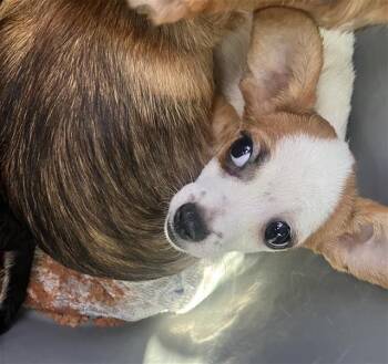 TRES -  Terrier Dog for Adoption in San Antonio, Texas - TRES | PetCurious