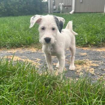 America -  Schnauzer and Terrier Dog for Adoption in Holiday Hills, Illinois - America | PetCurious