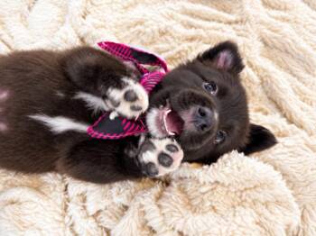Montana Prairie Princess -  Labrador Retriever and Shepherd Dog for Adoption in Friendswood, Texas - Montana Prairie Princess | PetCurious