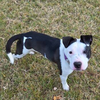 Rescue Pit Bull Terrier Dogs for Adoption in Reisterstown, Maryland - Hannah (Fontina) | PetCurious