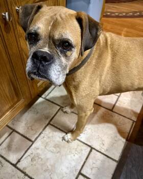 Jake -  Boxer Dog for Adoption in Monticello, New York - Jake | PetCurious