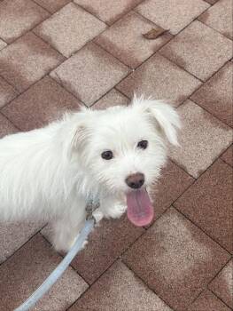 PO -  Terrier Dog for Adoption in Johns Creek, Georgia - PO | PetCurious