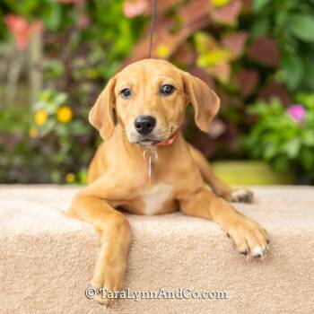 Lo Mein -  Hound and Labrador Retriever Dog for Adoption in Wake Forest, North Carolina - Lo Mein | PetCurious