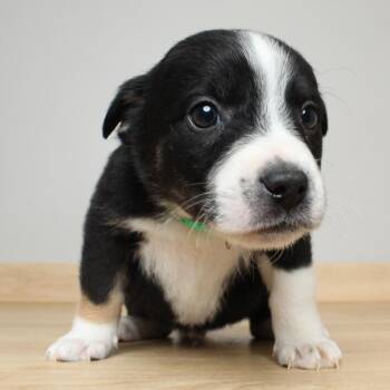 Border Collie Dogs Available for Adoption in Minnetonka, Minnesota - Jackson D69467 | PetCurious