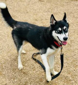 Lyric -  Mixed Breed Dog for Adoption in West Chester, Pennsylvania - Lyric | PetCurious