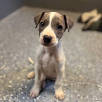 Mixed Breed Dogs Available for Adoption in Buffalo, Minnesota - Pearl | PetCurious