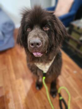 Rescue Newfoundland Dog Dogs for Adoption in Ledyard, Connecticut - Tater | PetCurious