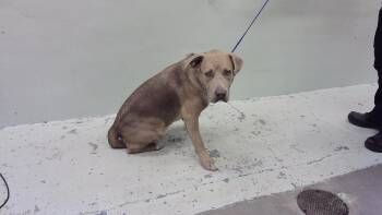 Rescue German Shepherd Dog and Mixed Breed Dogs for Adoption in Houston, Texas - A2039940 | PetCurious