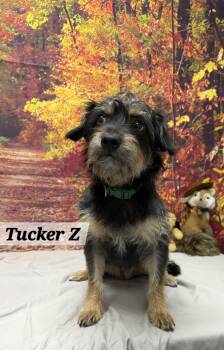 Tucker Z -  Terrier Dog for Adoption in Urbana, Ohio - Tucker Z | PetCurious