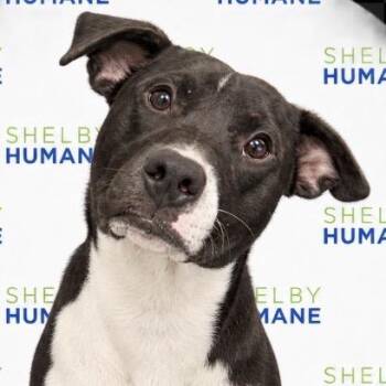 Emerald -  Mixed Breed Dog for Adoption in Columbiana, Alabama - Emerald | PetCurious