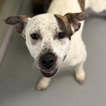 Mixed Breed Dogs Available for Adoption in Mount Pleasant, Iowa - Bell | PetCurious