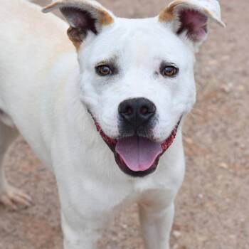 American Staffordshire Terrier Dogs Available for Adoption in Houston, Texas - Milo | PetCurious