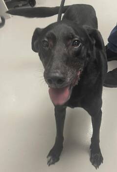 Henry -  Black Labrador Retriever Dog for Adoption in Danville, Indiana - Henry | PetCurious