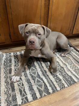 Rescue American Staffordshire Terrier and Pit Bull Terrier Dogs for Adoption in Spruce Pine, North Carolina - Pretzel | PetCurious
