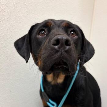 Buffy -  Rottweiler and Mixed Breed Dog for Adoption in Charlottesville, Virginia - Buffy | PetCurious