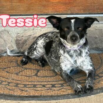 Australian Cattle Dog Blue Heeler Dogs Available for Adoption - Tessie | PetCurious