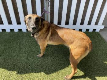 Belgian Shepherd Malinois and Mixed Breed Dogs Available for Adoption in Modesto, California - A610178 | PetCurious