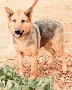 Flor -  German Shepherd Dog and Mixed Breed Dog for Adoption in Conway, South Carolina - Flor | PetCurious